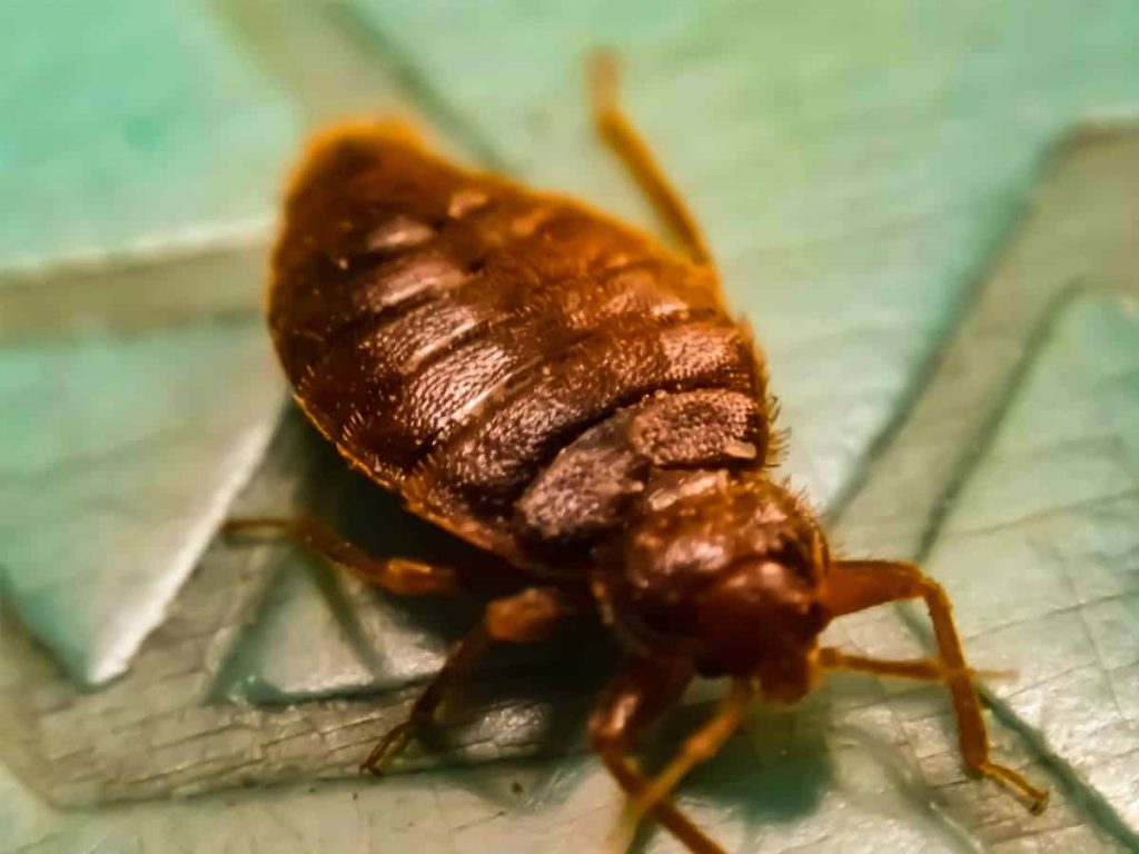 Some Examples Of Pests That Every Homeowner Will Experience.