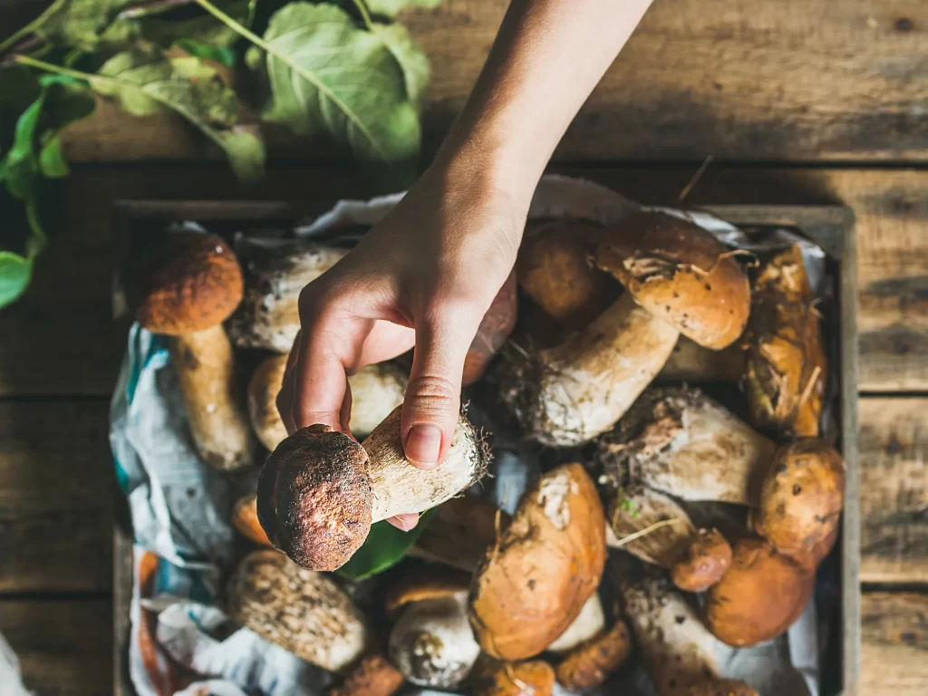 Enhancing Your Psychedelic Experience with Shrooms