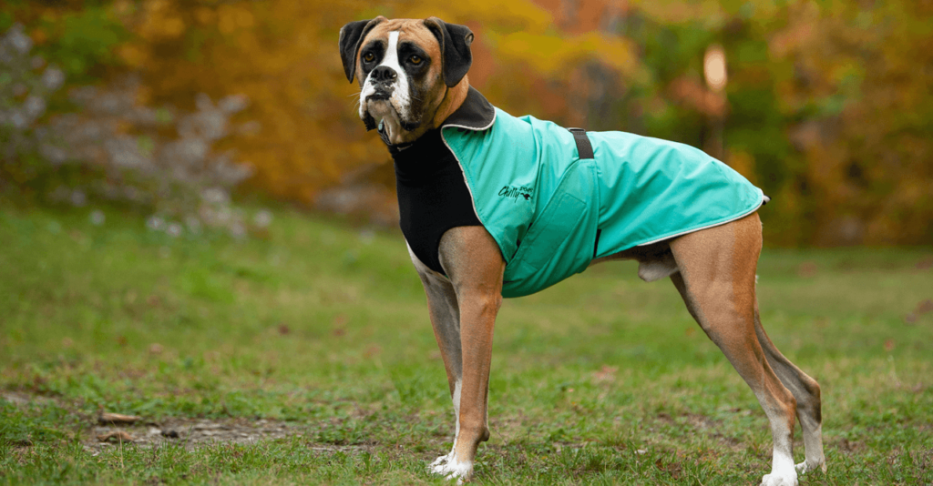 A Guide to Choosing Versatile Apparel for Active Dog Breeds